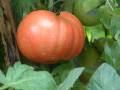 Tomato Half ripe_2